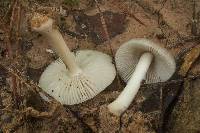 Amanita farinosa image