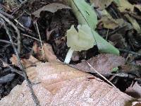 Helvella latispora image