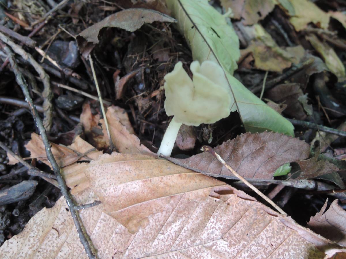 Helvella latispora image