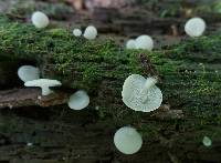 Crepidotus stipitatus image