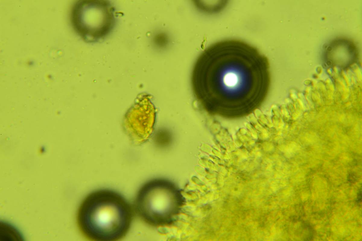 Phlebiopsis flavidoalba image