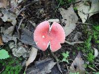 Russula rosea image