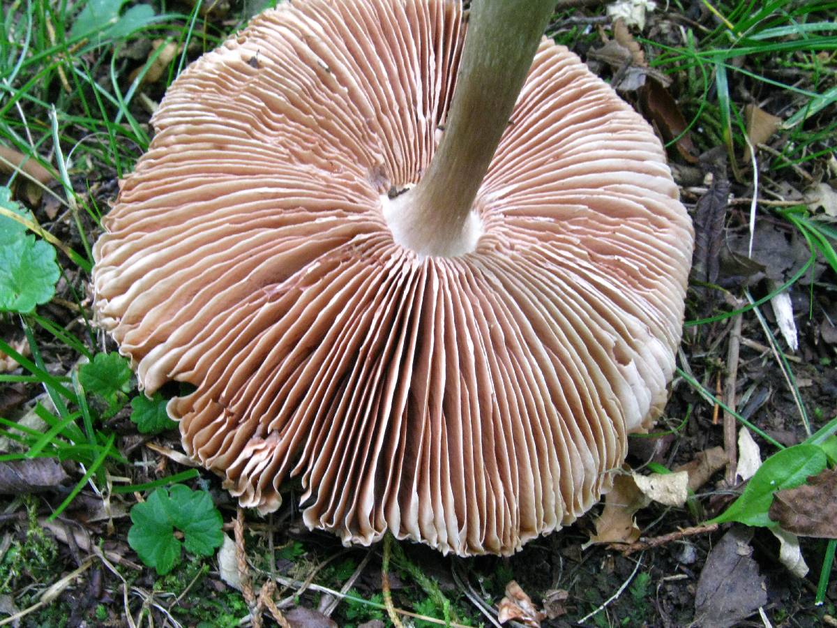 Volvariella taylori image