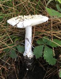 Amanita longipes image