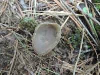 Helvella macropus image