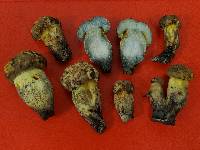 Boletus luridellus image