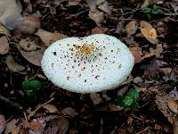 Chlorophyllum hortense image