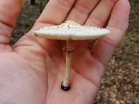 Chlorophyllum hortense image