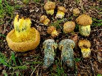 Boletus luridellus image