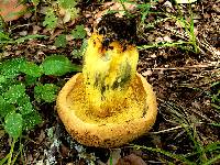 Boletus luridellus image