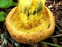 Boletus luridellus image