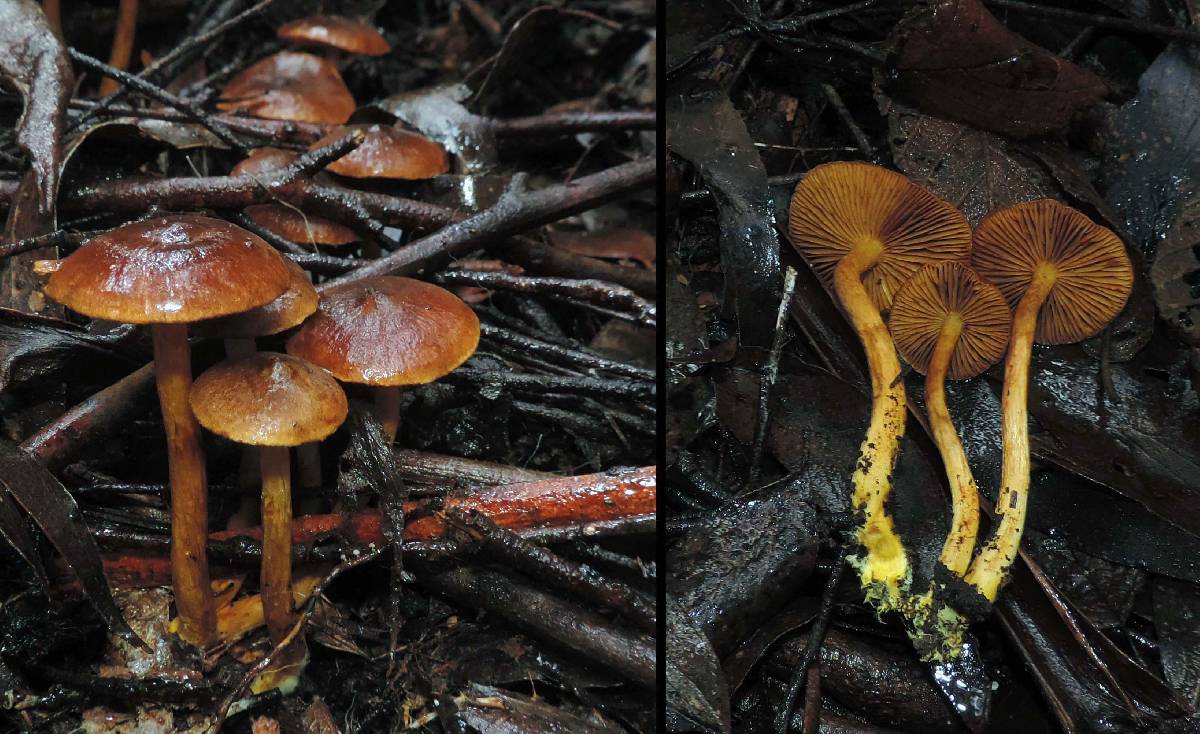 Cortinarius abnormis image