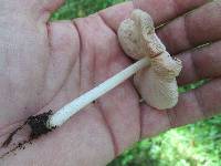 Pluteus ephebeus image