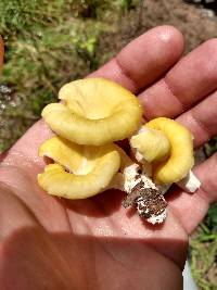 Pleurotus citrinopileatus image