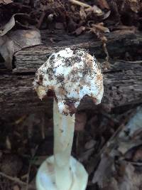 Amanita brunnescens var. pallida image