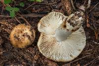 Russula foetida image