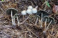 Panaeolus cyanescens image