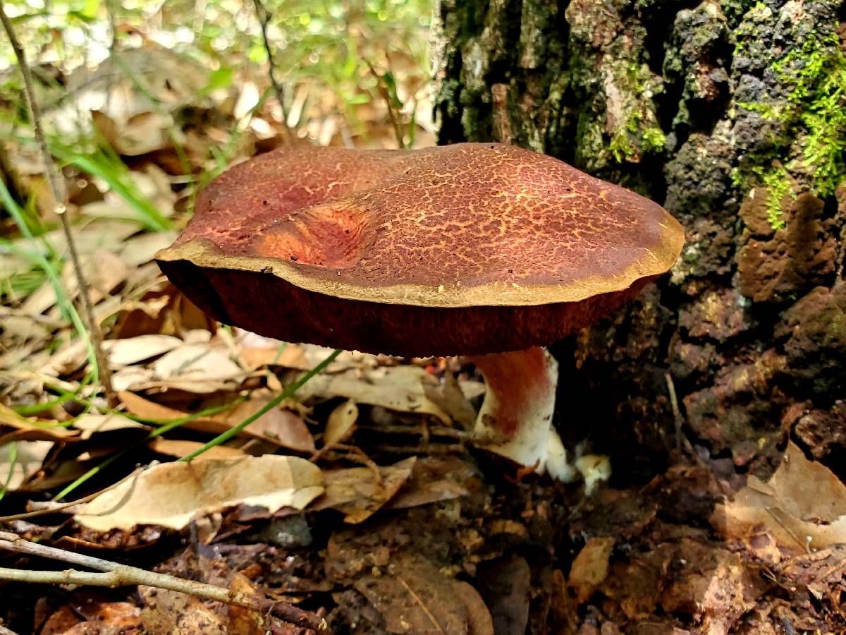 Boletellus pseudochrysenteroides image