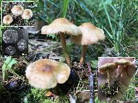 Marasmius oreades image