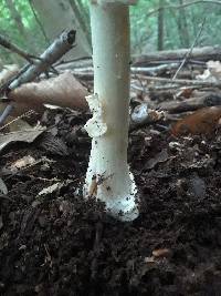 Amanita brunnescens image