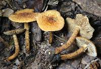 Inocybe unicolor image