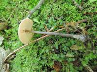 Entoloma conicum image