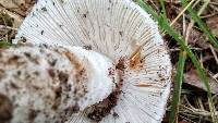 Amanita pseudovolvata image