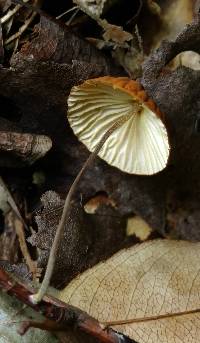 Marasmius fulvoferrugineus image