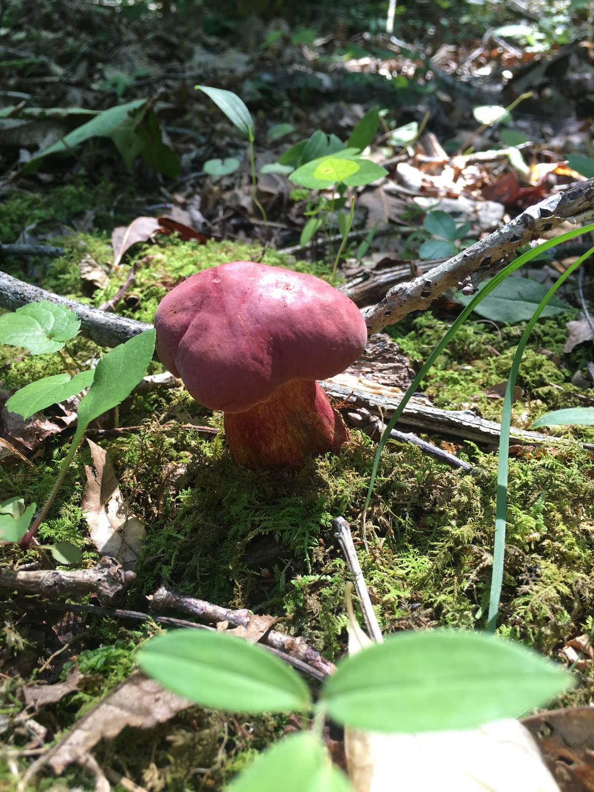 Lanmaoa pallidorosea image