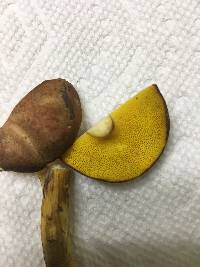 Aureoboletus innixus image