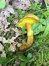 Aureoboletus innixus image