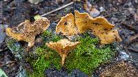 Polyporus guianensis image