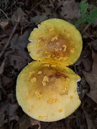 Amanita flavorubens image