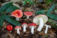 Russula mexicana image