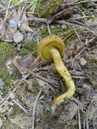 Cortinarius thiersii image