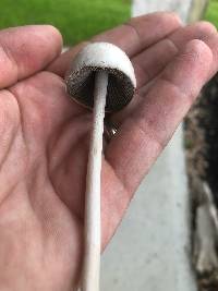 Panaeolus antillarum image