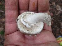 Amanita submaculata image