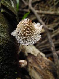 Coprinellus radians image