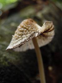 Coprinellus radians image