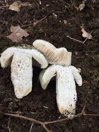 Russula parvovirescens image