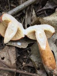 Lactarius volemus image