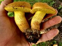 Boletus luridellus image