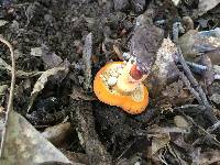 Lactarius volemus image