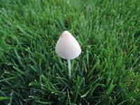 Conocybe apala image