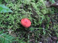 Russula emetica image