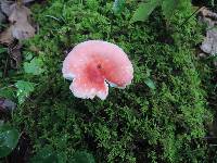 Russula emetica image