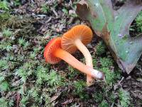 Hygrocybe miniata image