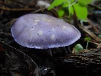 Tricholosporum laeteviolaceum image