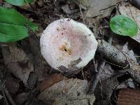 Lactarius subpurpureus image