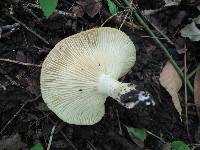Lactarius psammicola image